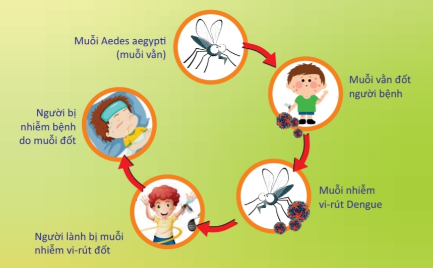 Phòng chống bệnh sốt xuất huyết dengue